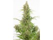 comprar semillas white widow auto cbd de dinafem