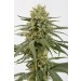 comprar semillas marihuana amnesia cbd de dinafem