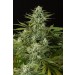 comprar cheese cbd
