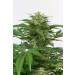comprar haze auto cbd de dinafem