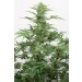 comprar industrial plant auto cbd de dinafem