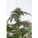 comprar bubba kush cbd dinafem