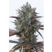 comprar purple orange cbd de dinafem