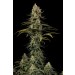 comprar early amnesia cbd de dinafem