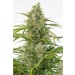 comprar semillas cheese auto cbd