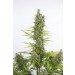 comprar amnesia auto cbd dinafem