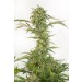 comprar og kush auto cbd de dinafem