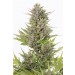 comprar semillas critical+ auto cbd de dinafem