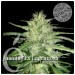 comprar semillas juanita la lagrimosa