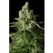 comprar moby dick cbd dinafem