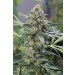 comprar og kush cbd de dinafem