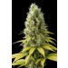 comprar shark shock cbd de dinafem