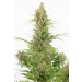 comprar semillas white widow auto cbd de dinafem